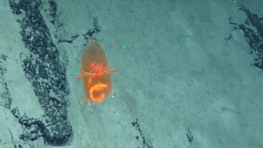 'Alien's Shopping-Bag' Caught on Camera! Researchers Spot Bizarre Looking Sea Cucumber With Glowing Gut; Watch Video